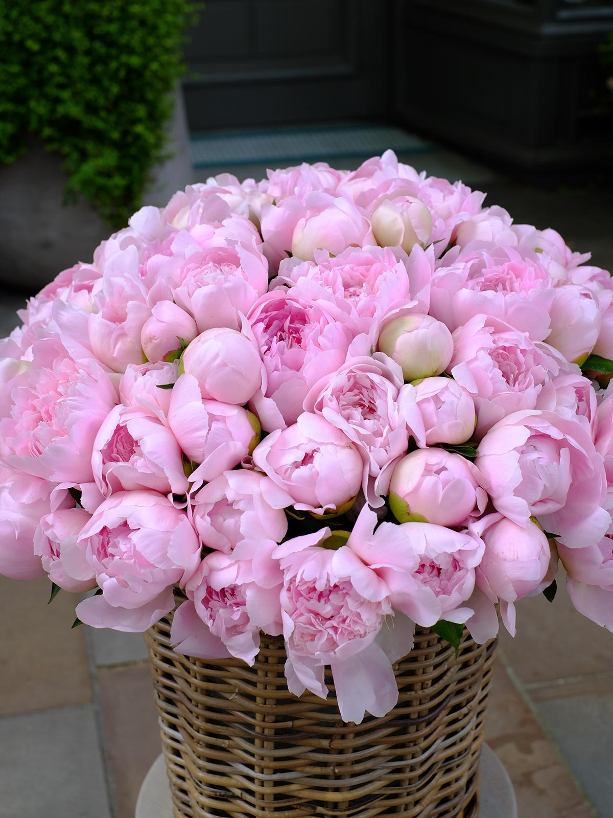 Peony Candy