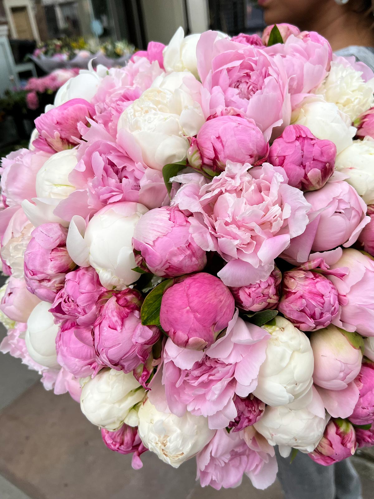 Peony Darling