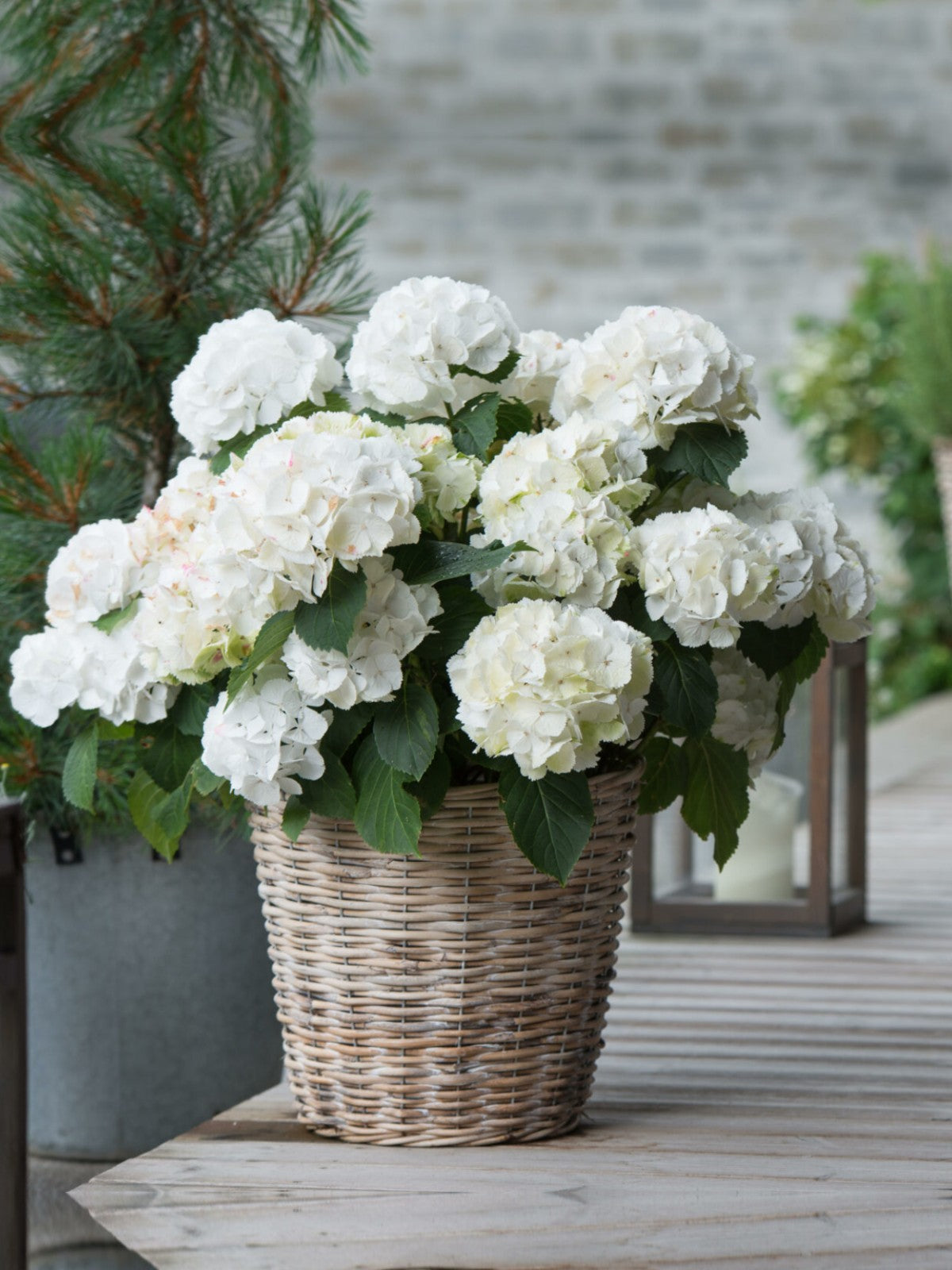 White Hydrangea Basket