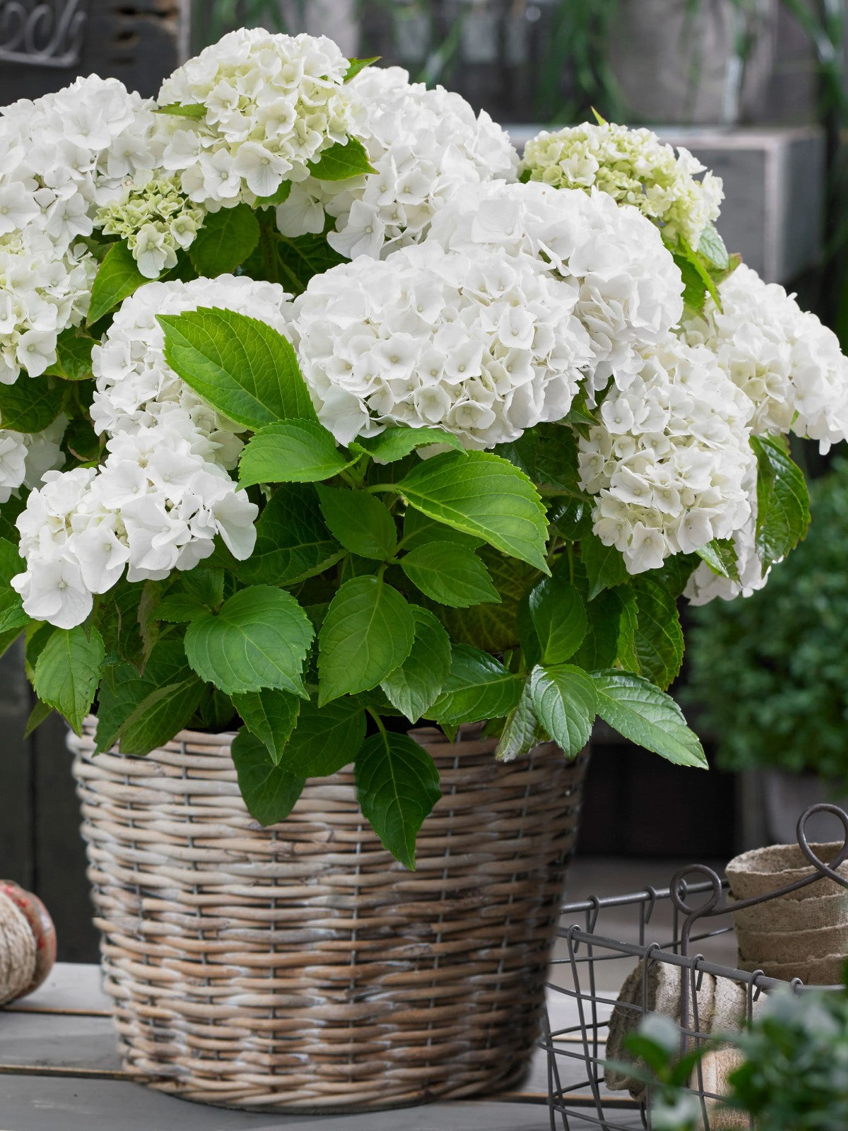 White Hydrangea Basket