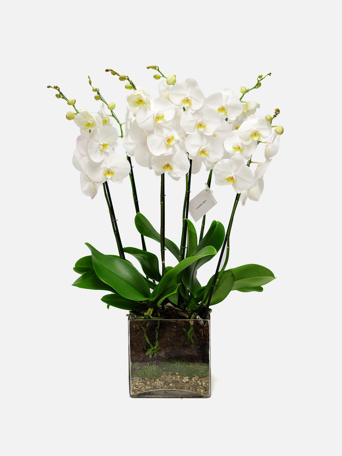 White Orchid in Glass Vase