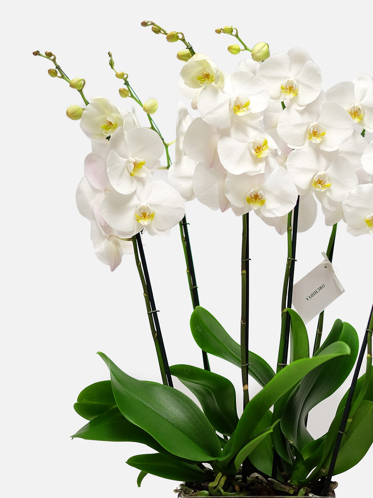 White Orchid in Glass Vase