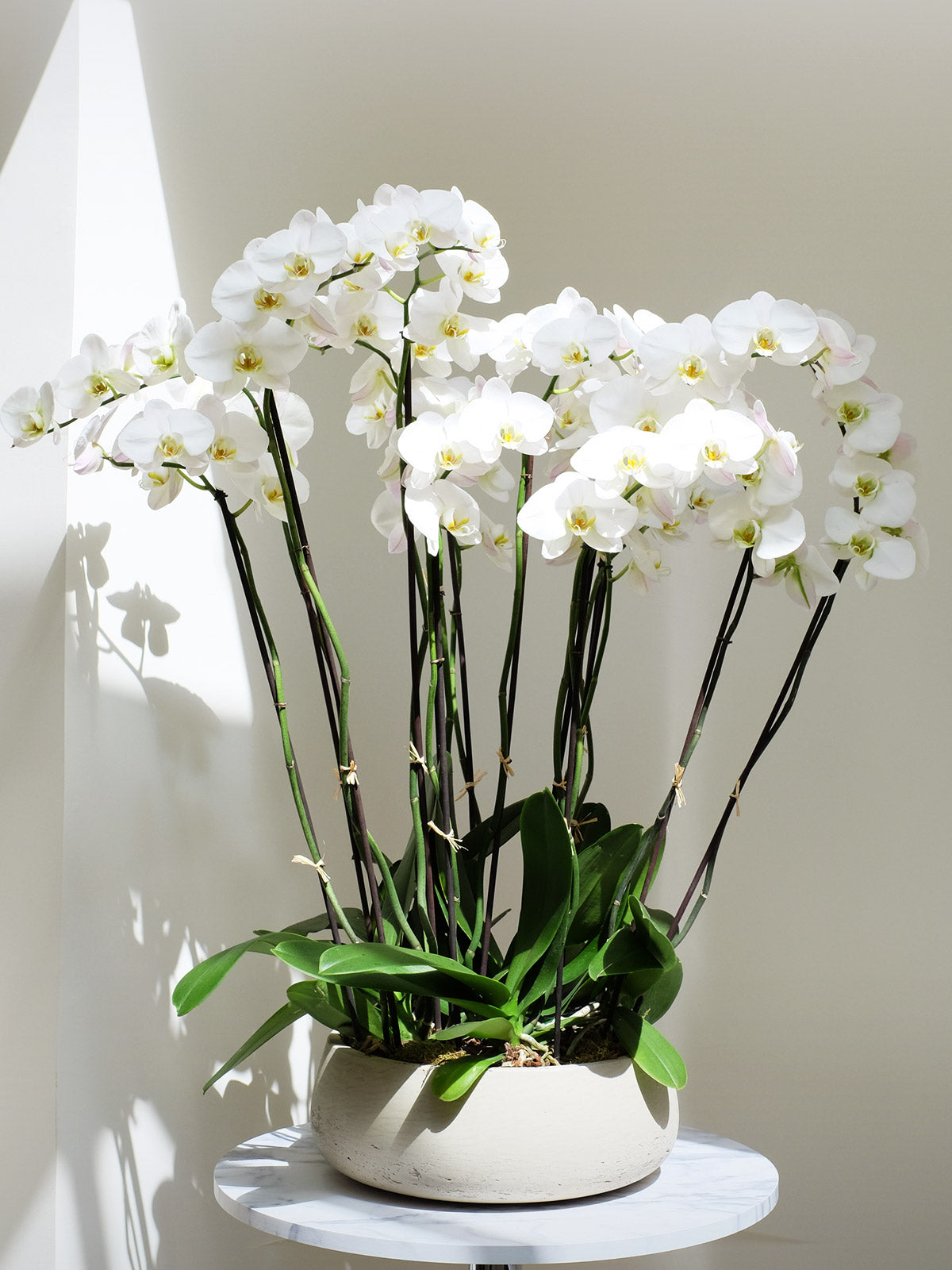 Premium Orchid Arrangement