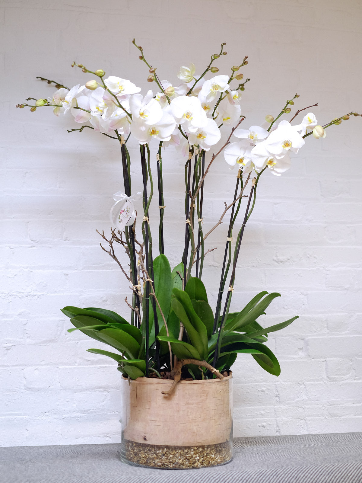 Luxury Orchid Arrangement