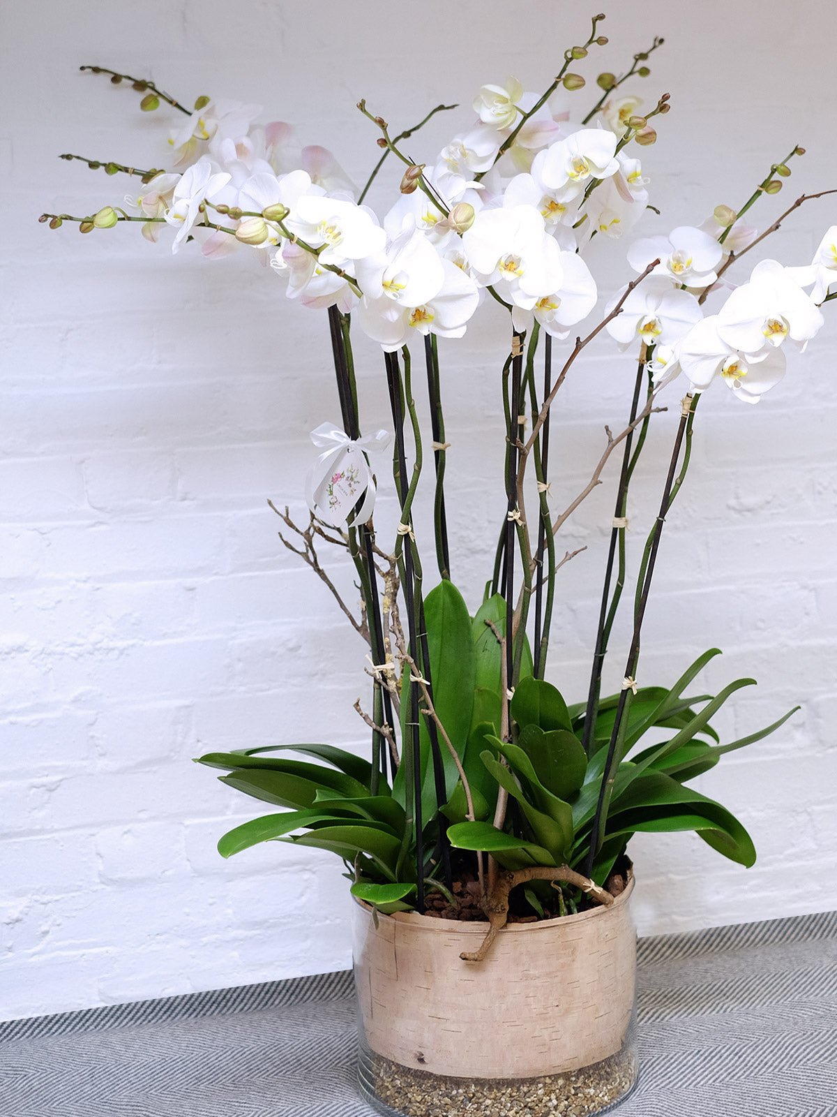 Luxury Orchid Arrangement
