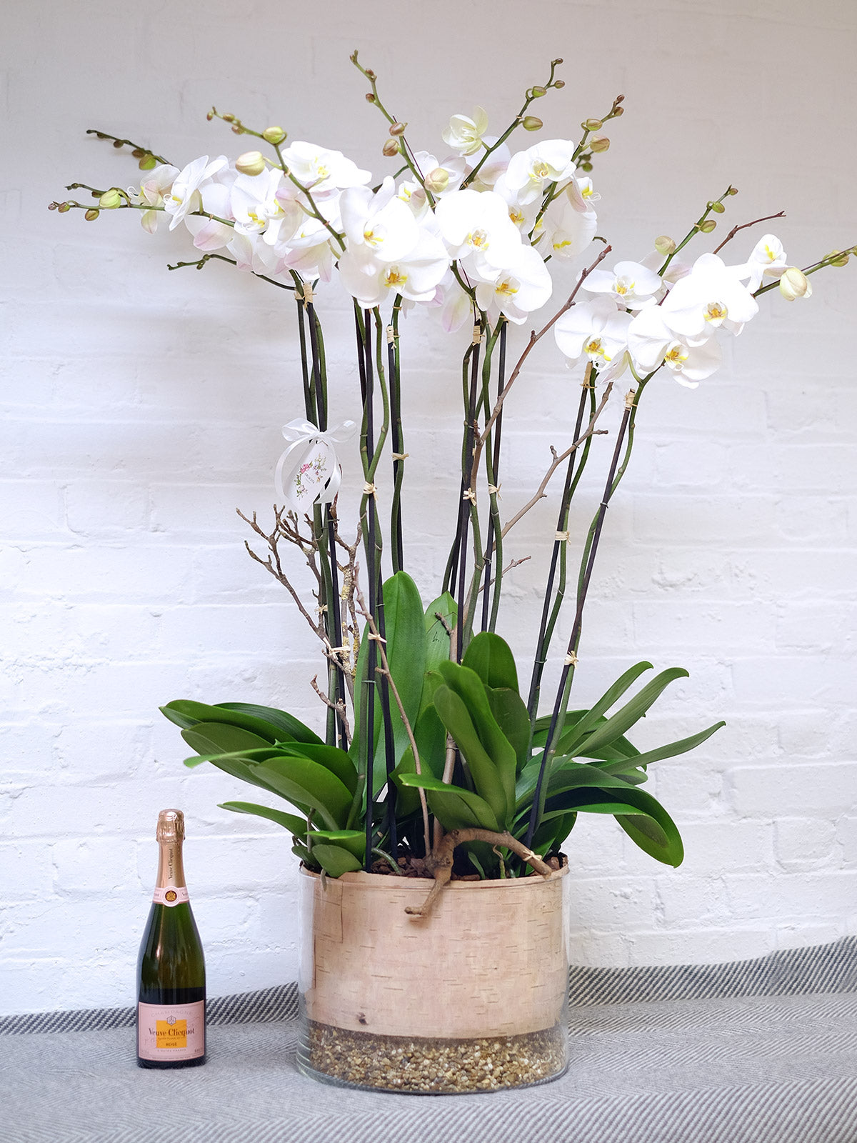 Luxury Orchid Arrangement