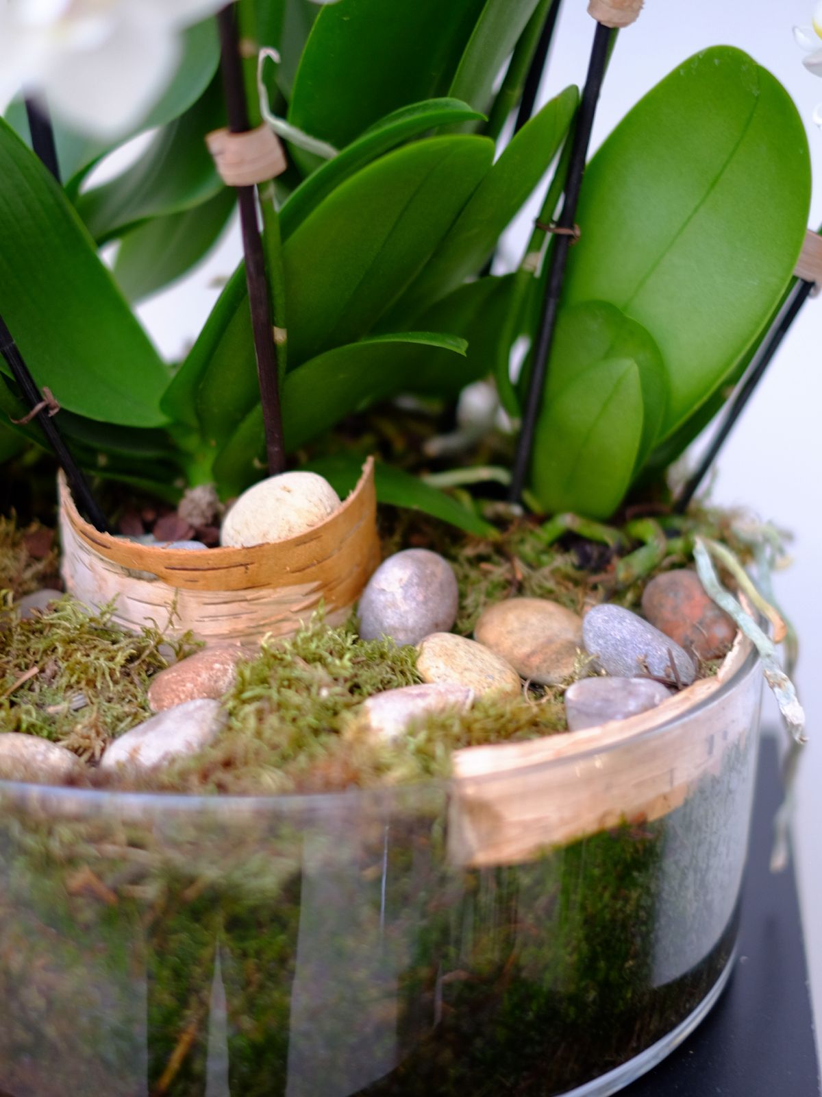 Zen Garden
