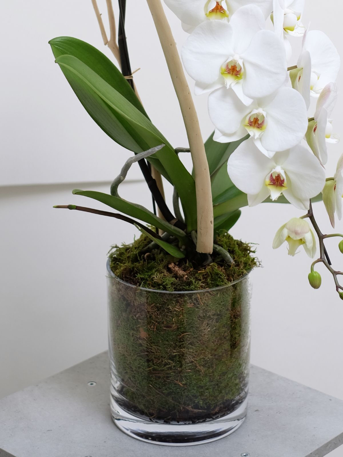 Cascading White Orchid