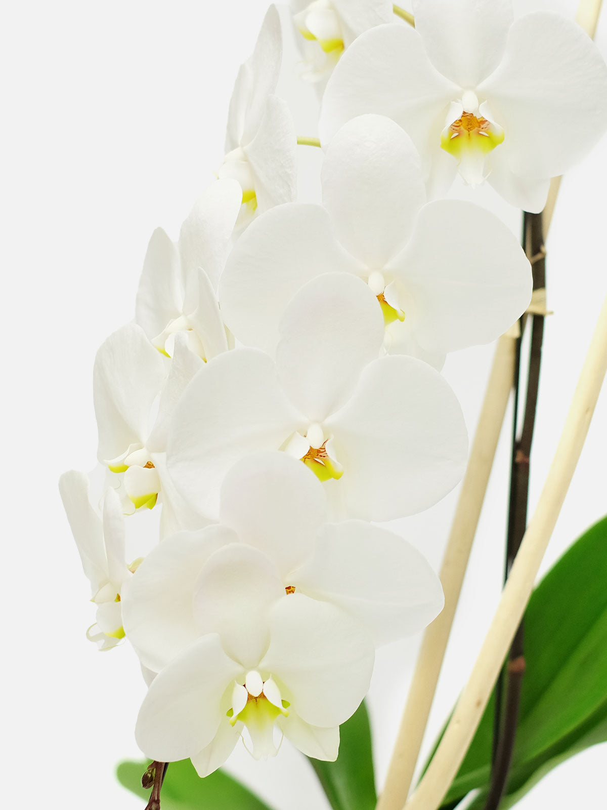 Cascading White Orchid