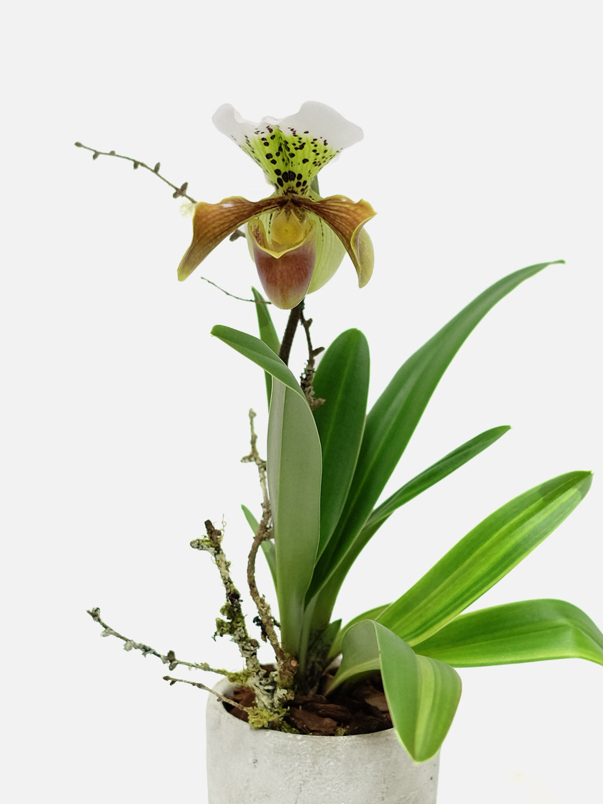 Wild Slipper Orchid
