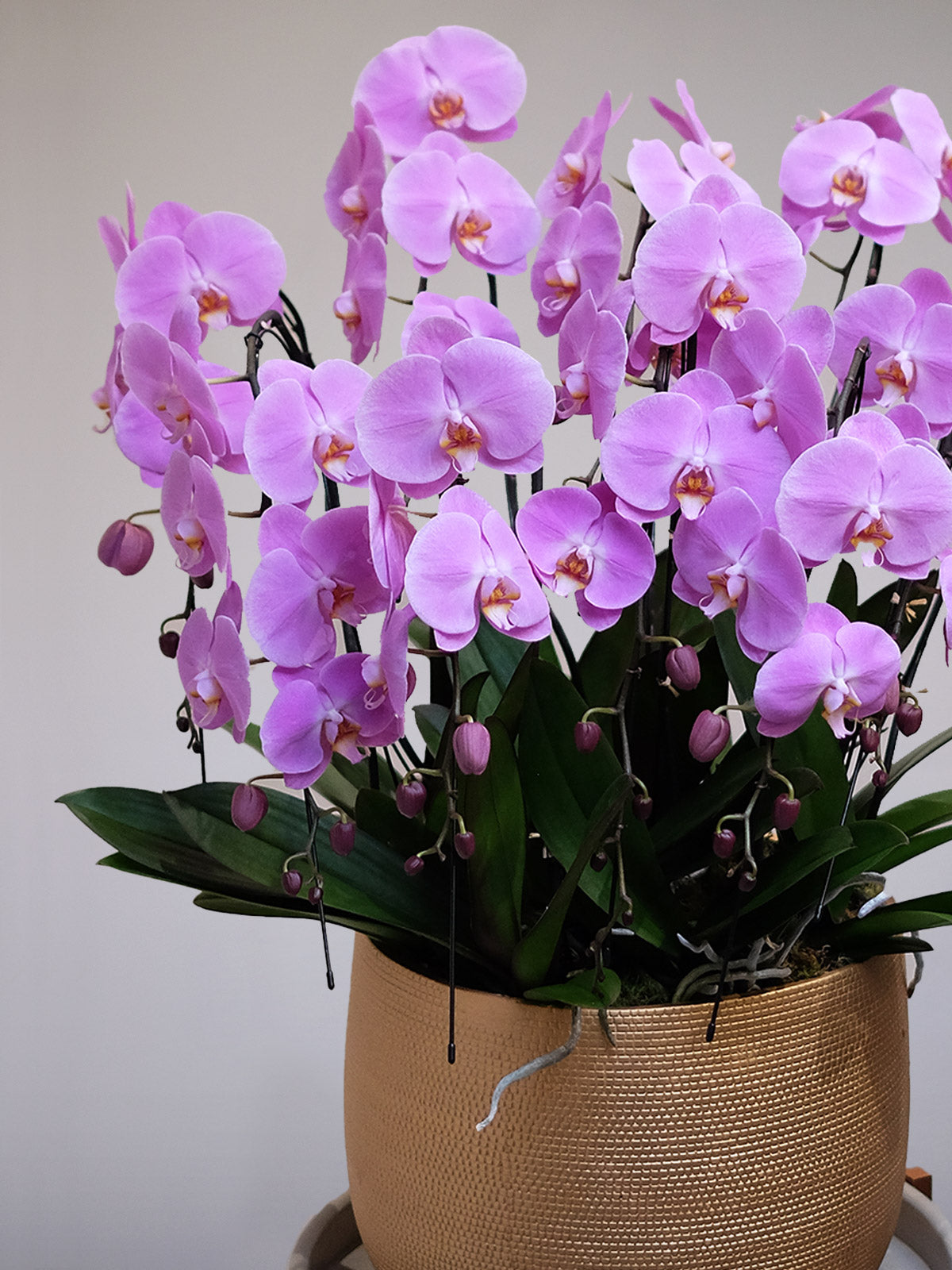 Luxury Pink Orchid XXL