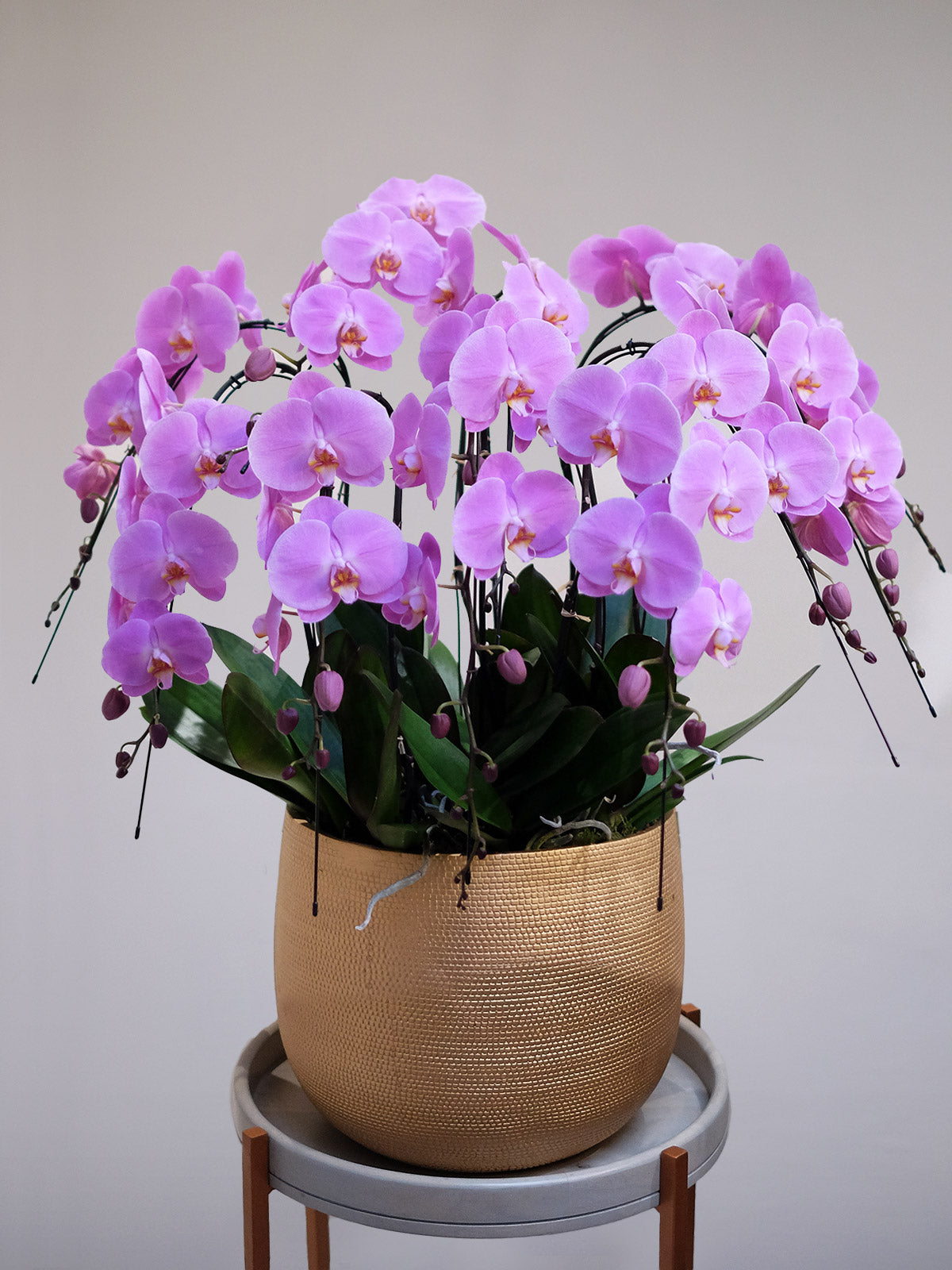 Luxury Pink Orchid XXL