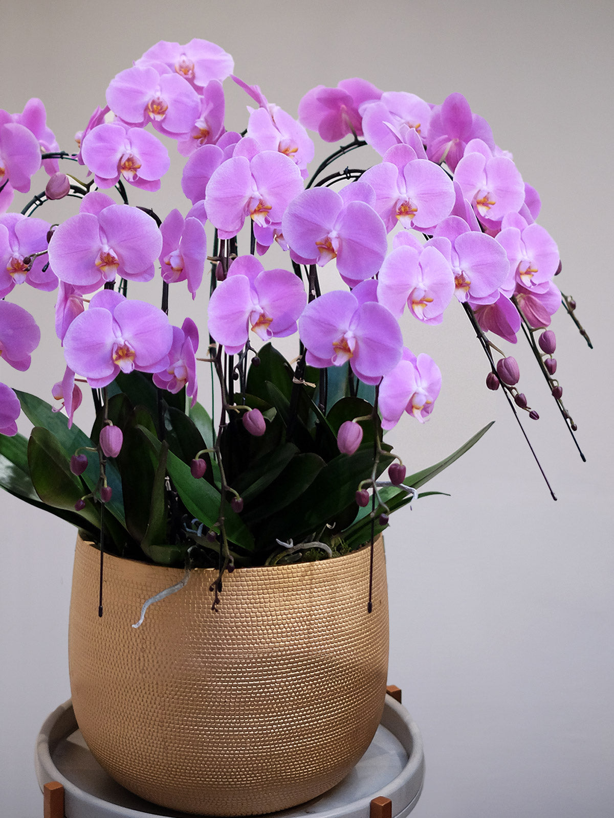 Luxury Pink Orchid XXL