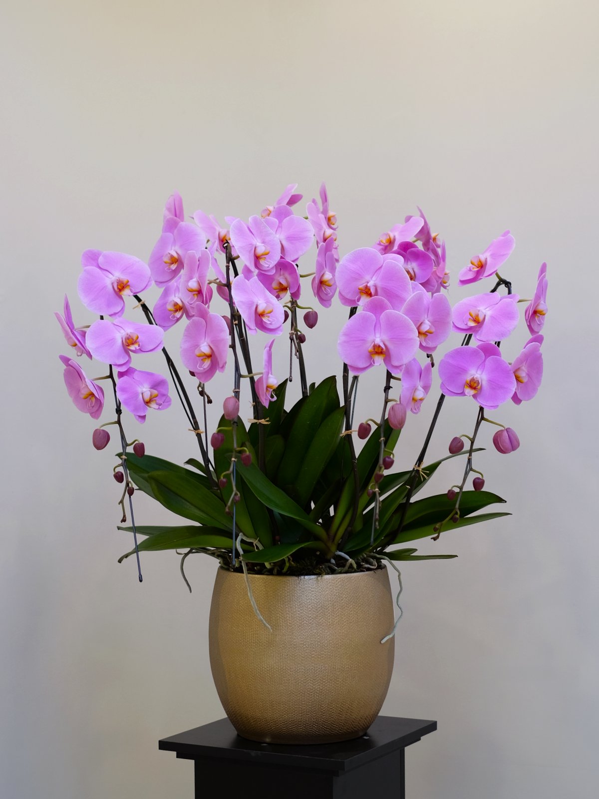 Luxury Pink Orchid XXL