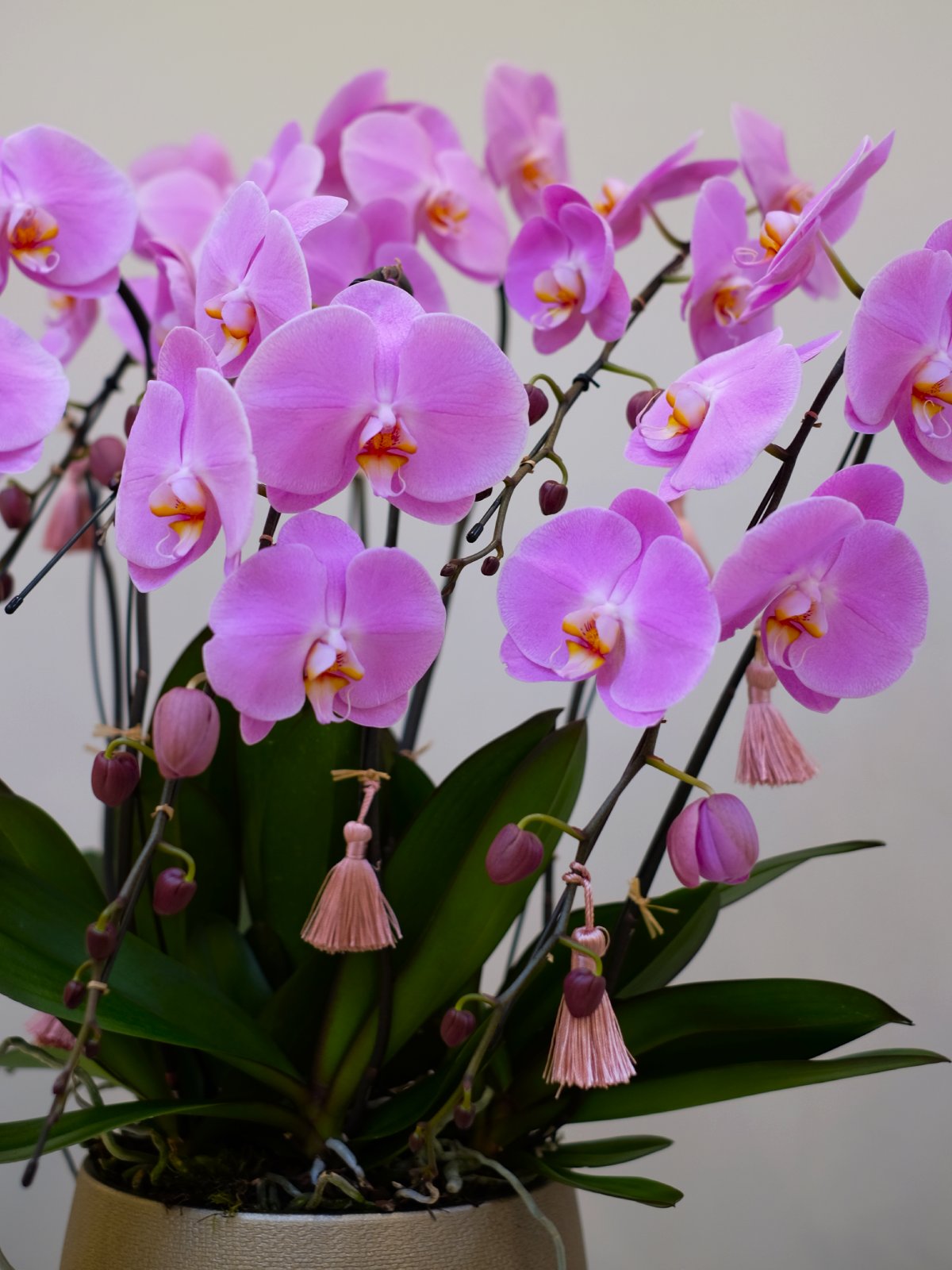Luxury Pink Orchid XXL