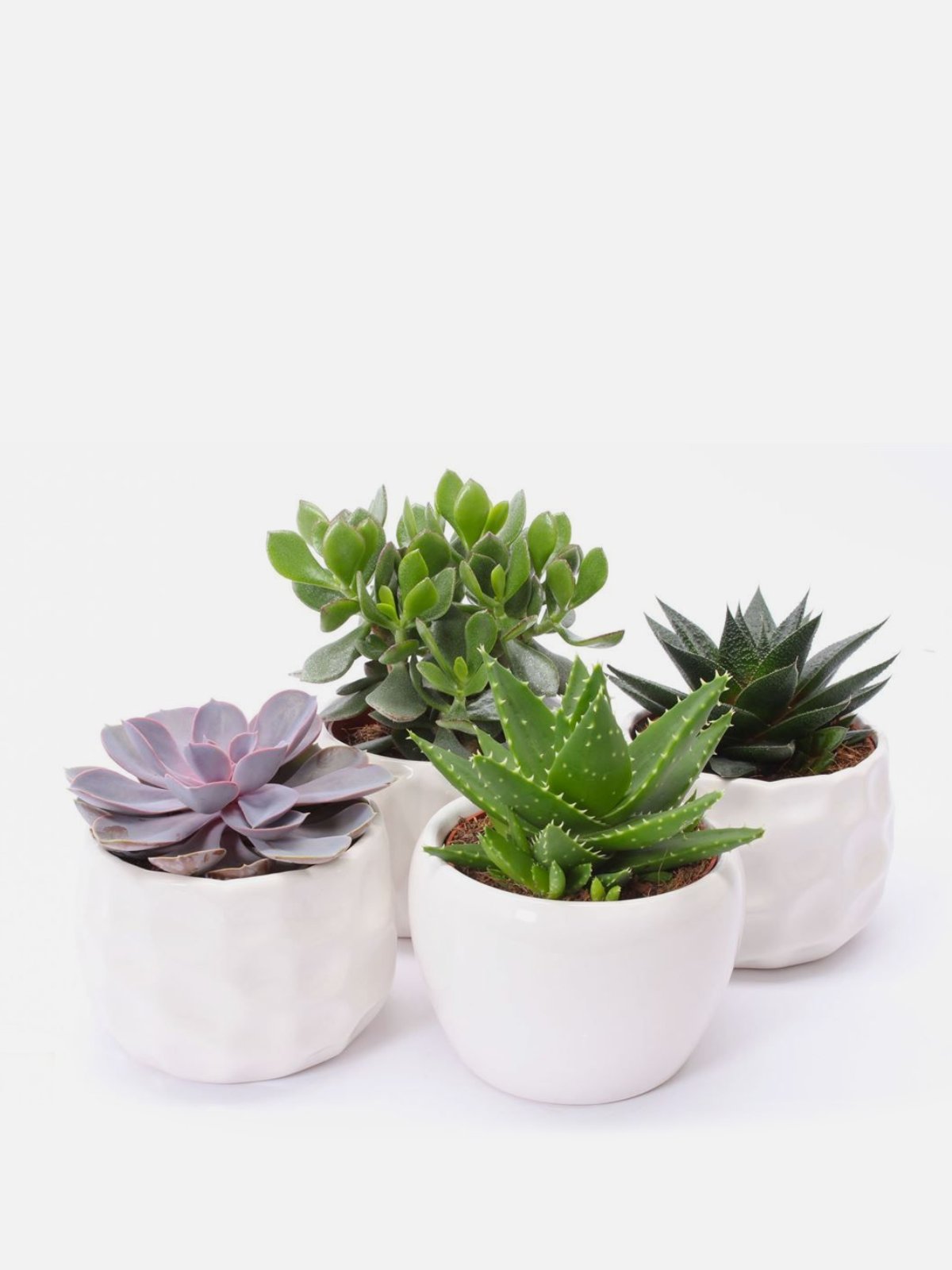 Succulent Pebble
