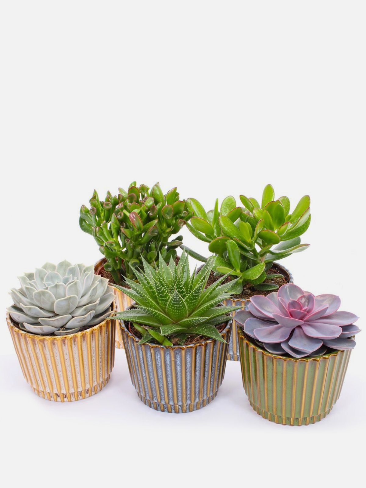 Succulent Terra