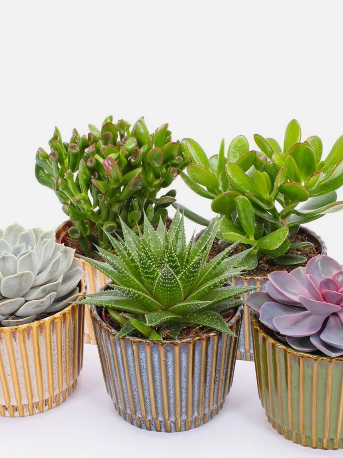 Succulent Terra