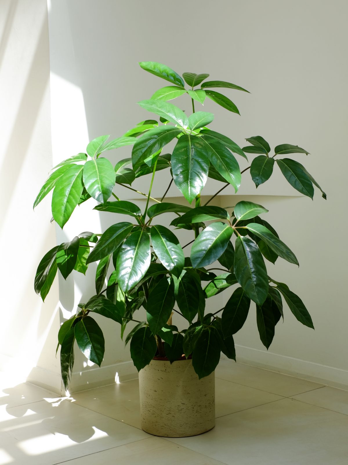 Schefflera Amate