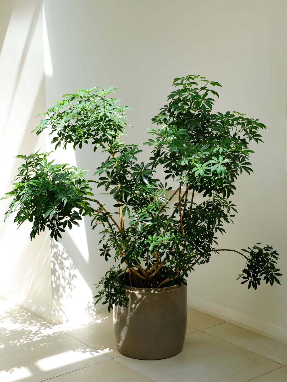 Schefflera Umbrella Tree