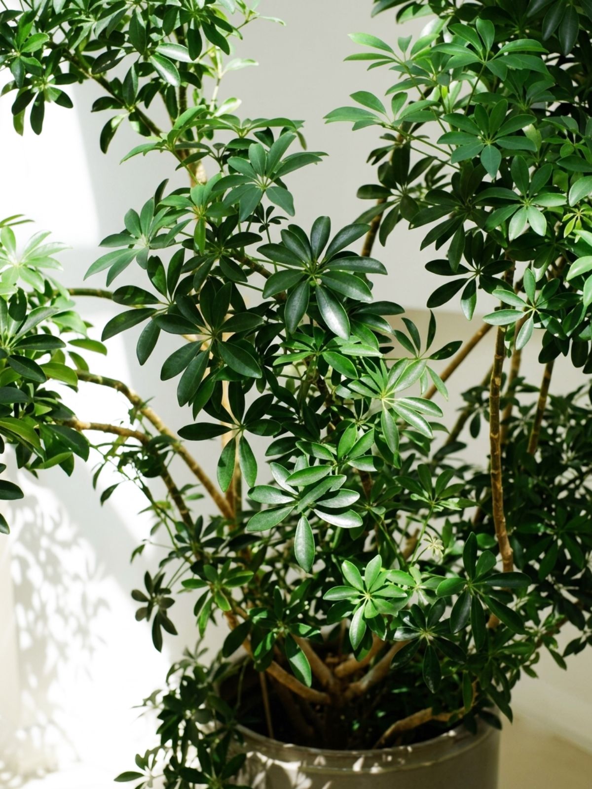 Schefflera Umbrella Tree