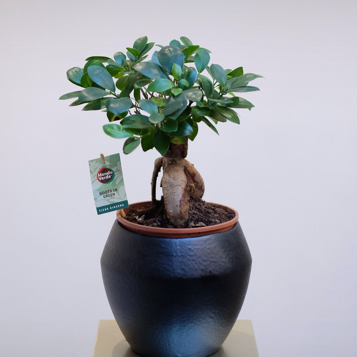 Bonsai Tree | House Plant | Same Day Plant Delivery London