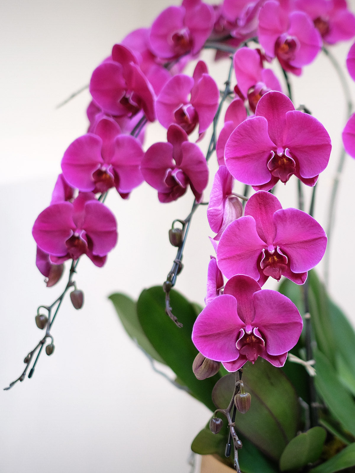 Luxury Purple Orchid XXL