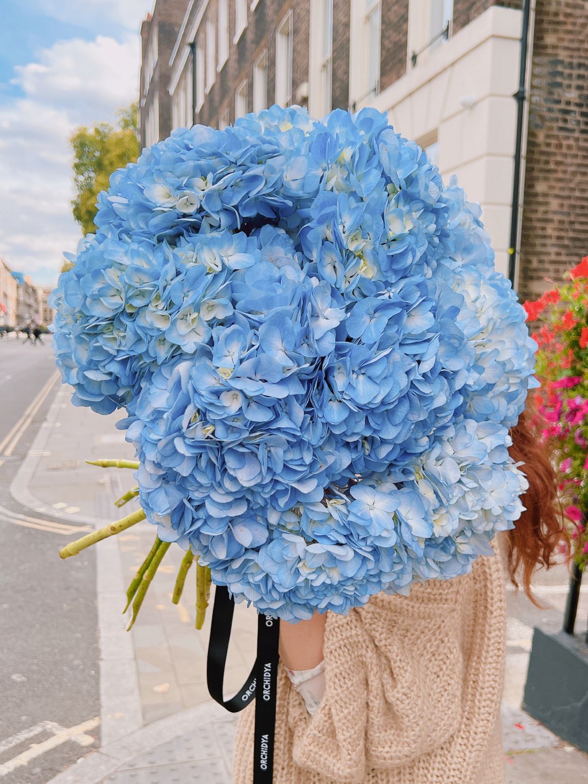 Light Blue Hydrangeas