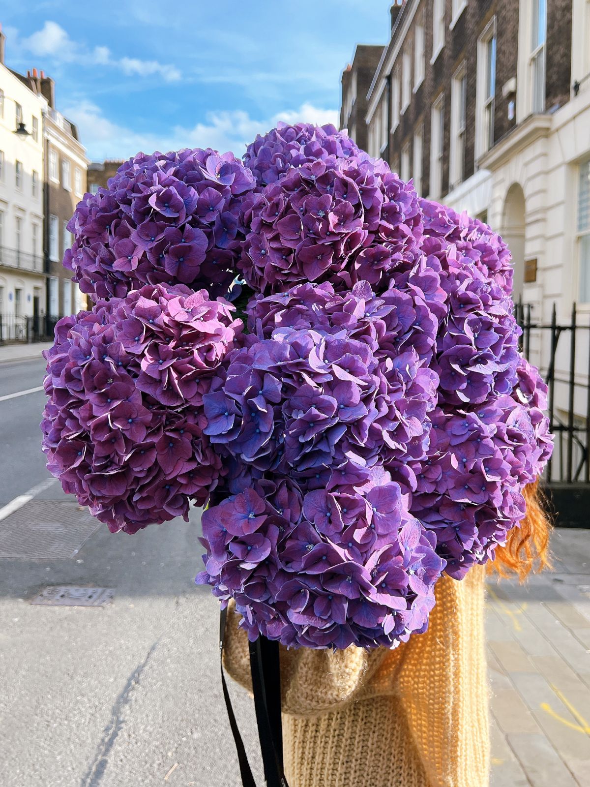 Purple Hydrangeas