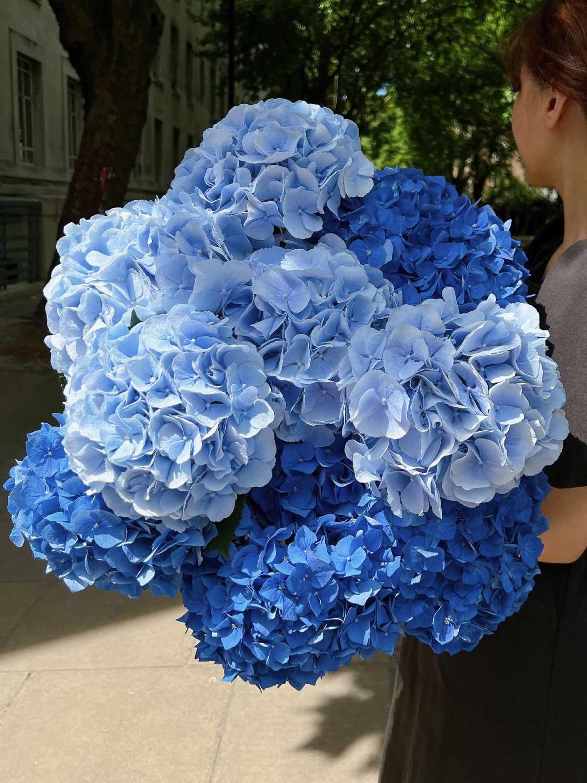 Blue Hydrangea