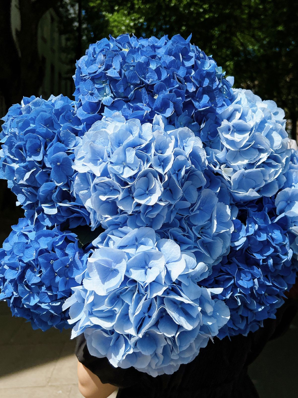 Blue Hydrangea