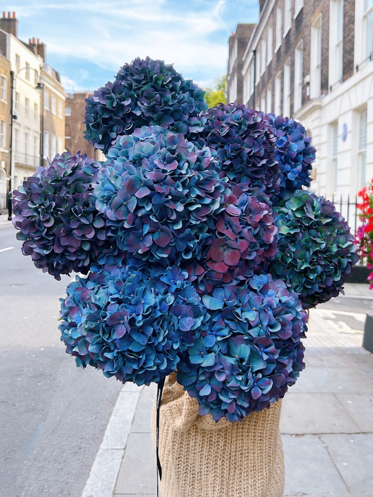Antique Blue Hydrangeas