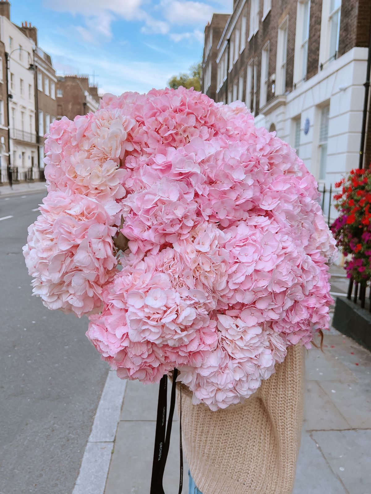 Baby Pink Hydrangeas