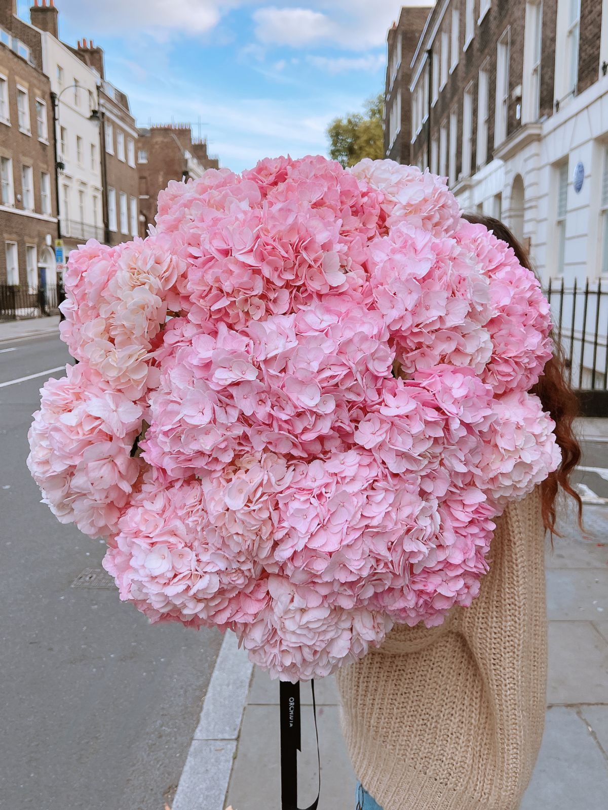 Baby Pink Hydrangeas