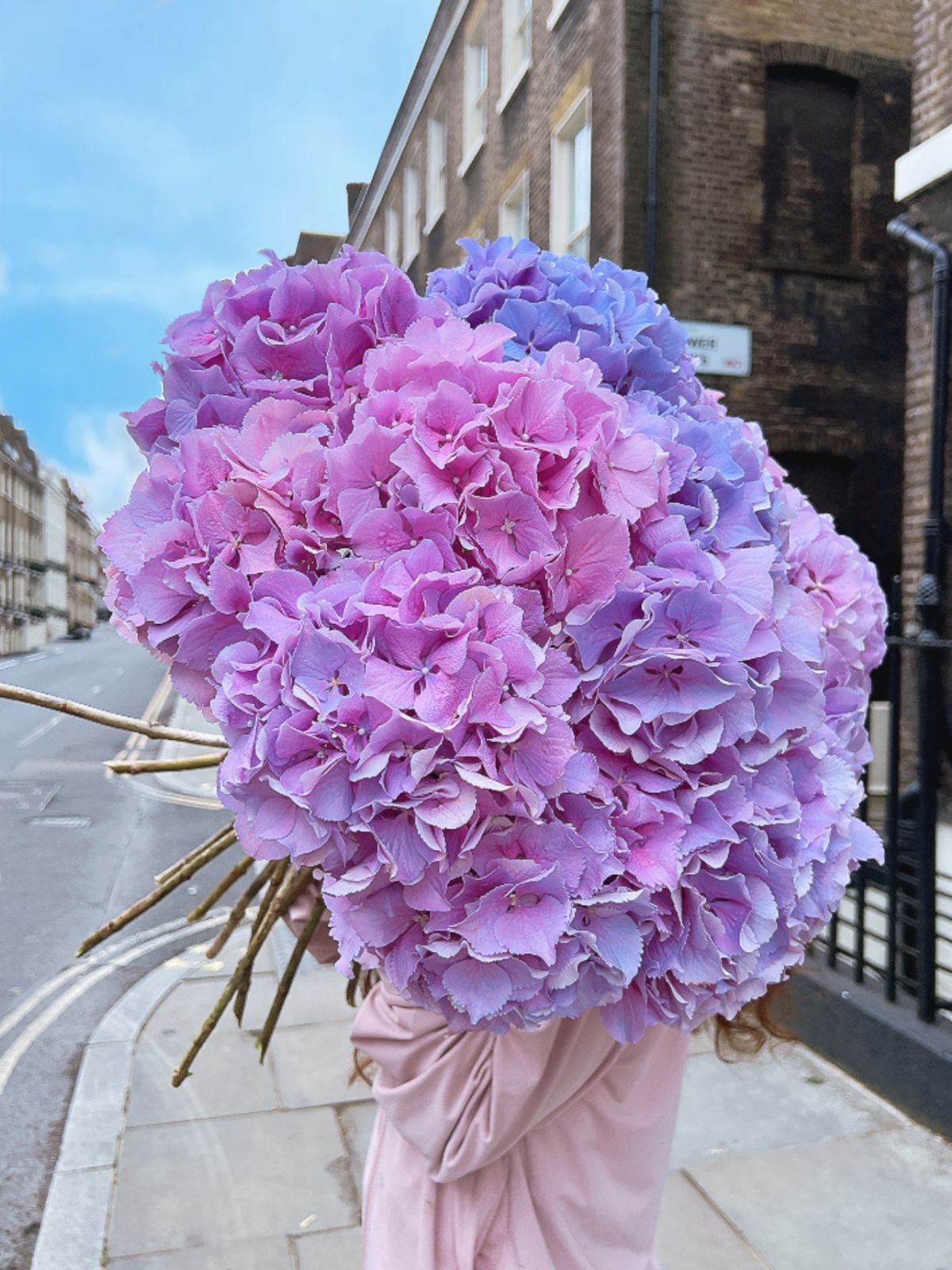 Royal Lilac Hydrangeas