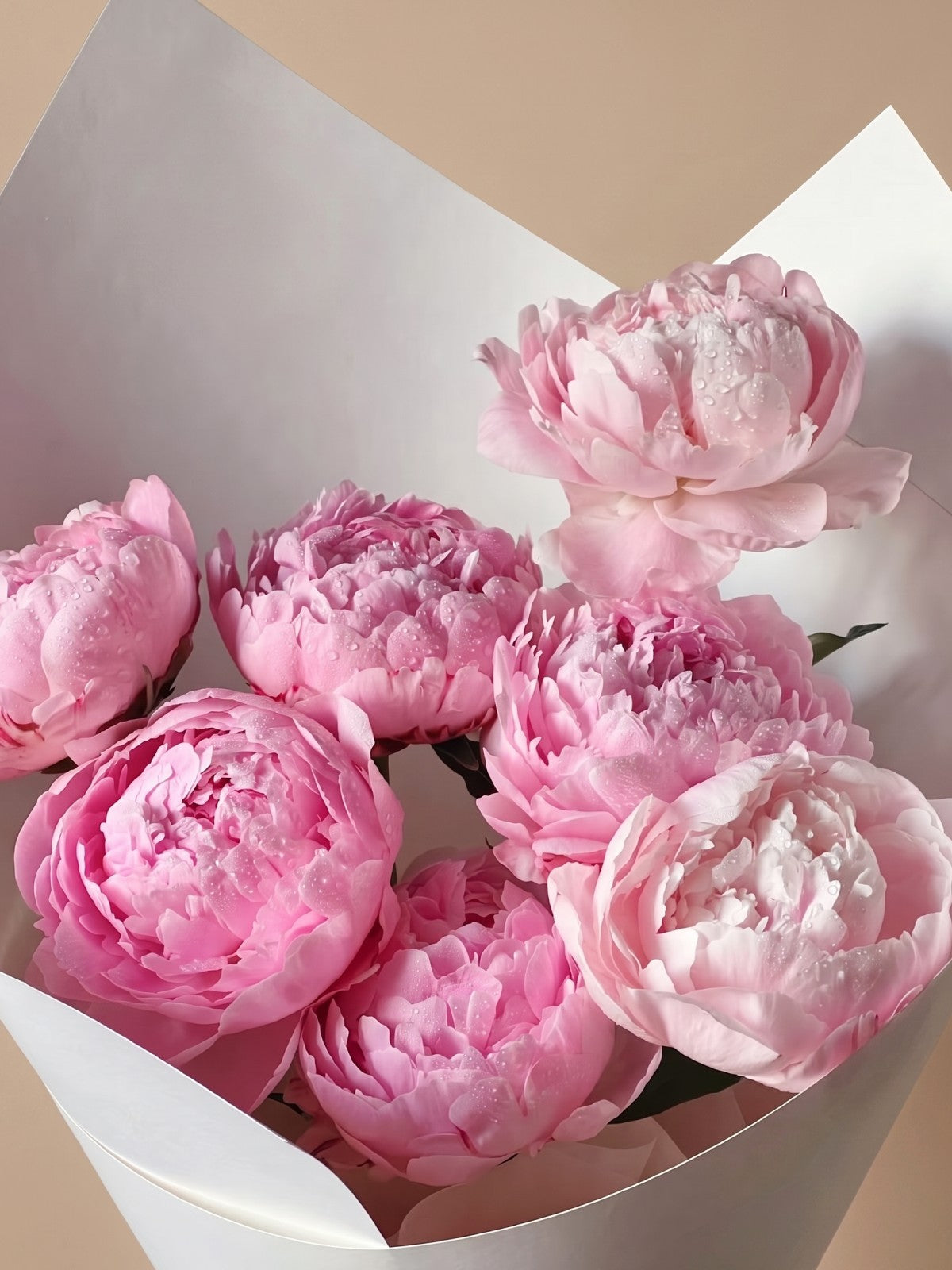 7 Pink Peonies