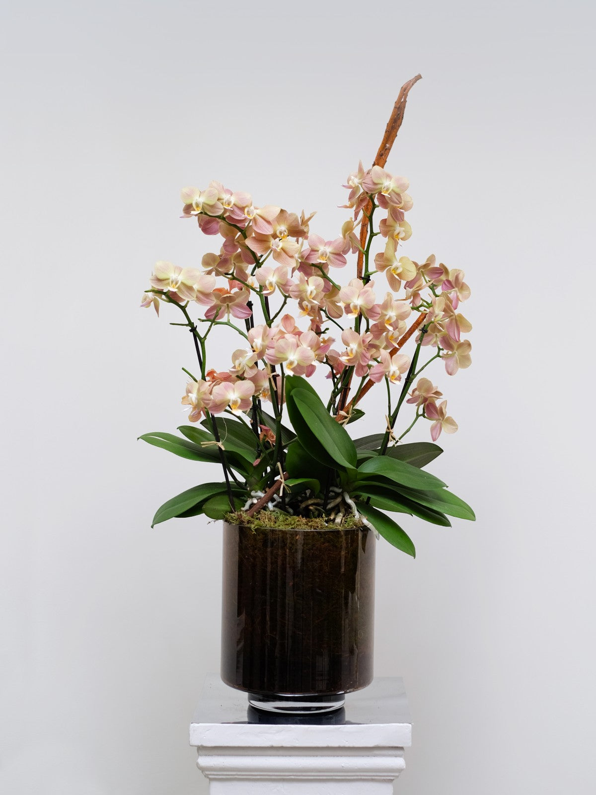 Orchid Macchiato