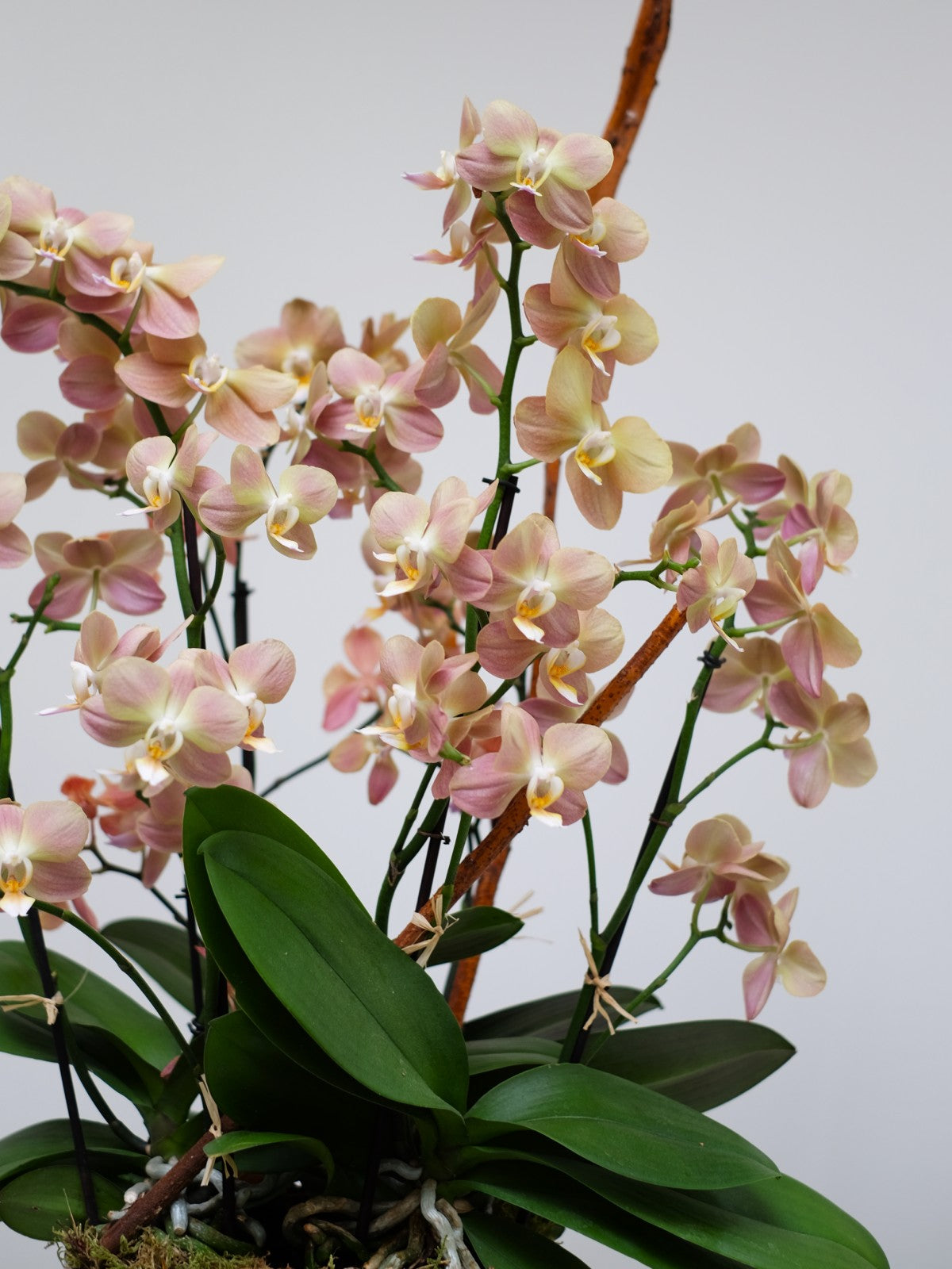 Orchid Macchiato