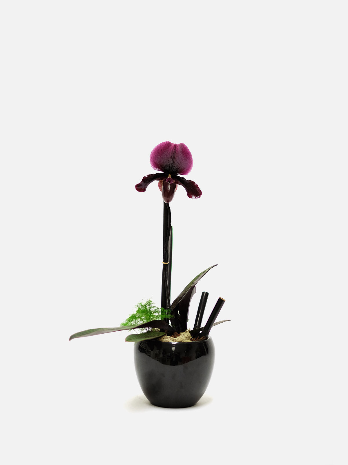 Red Slipper Orchid