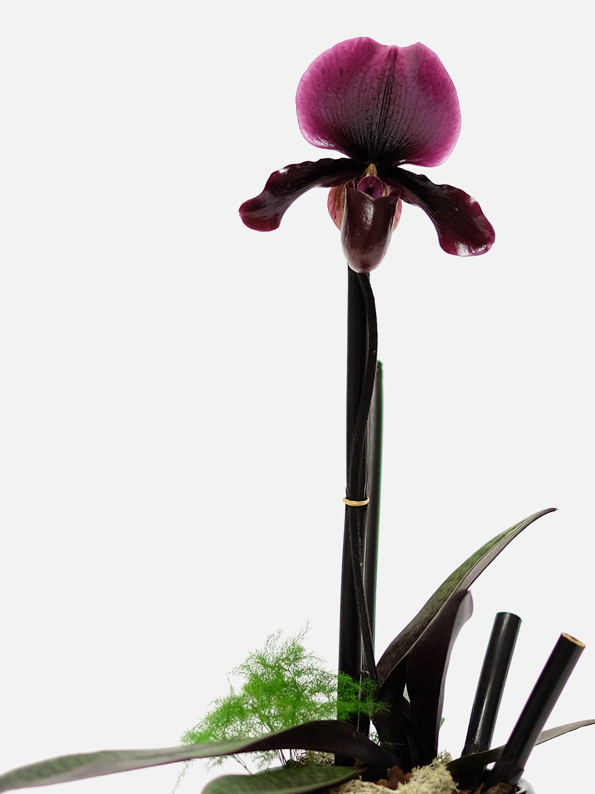 Red Slipper Orchid
