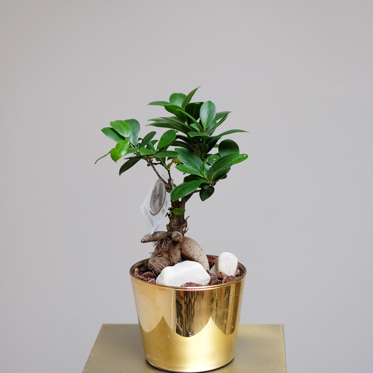 bonsai tree london ontario Bonsai Tree | House Plant London