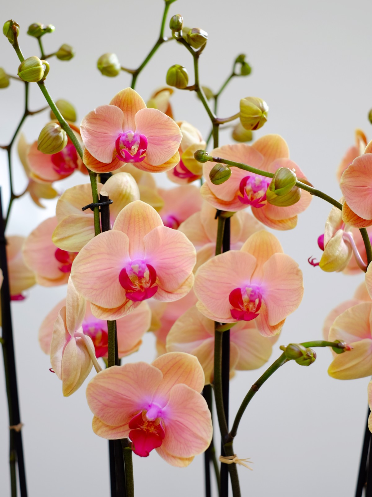 Apricotte