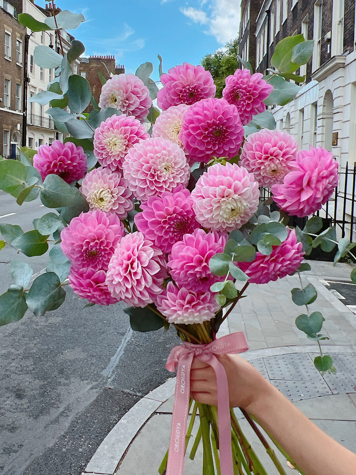 Pink Dahlias