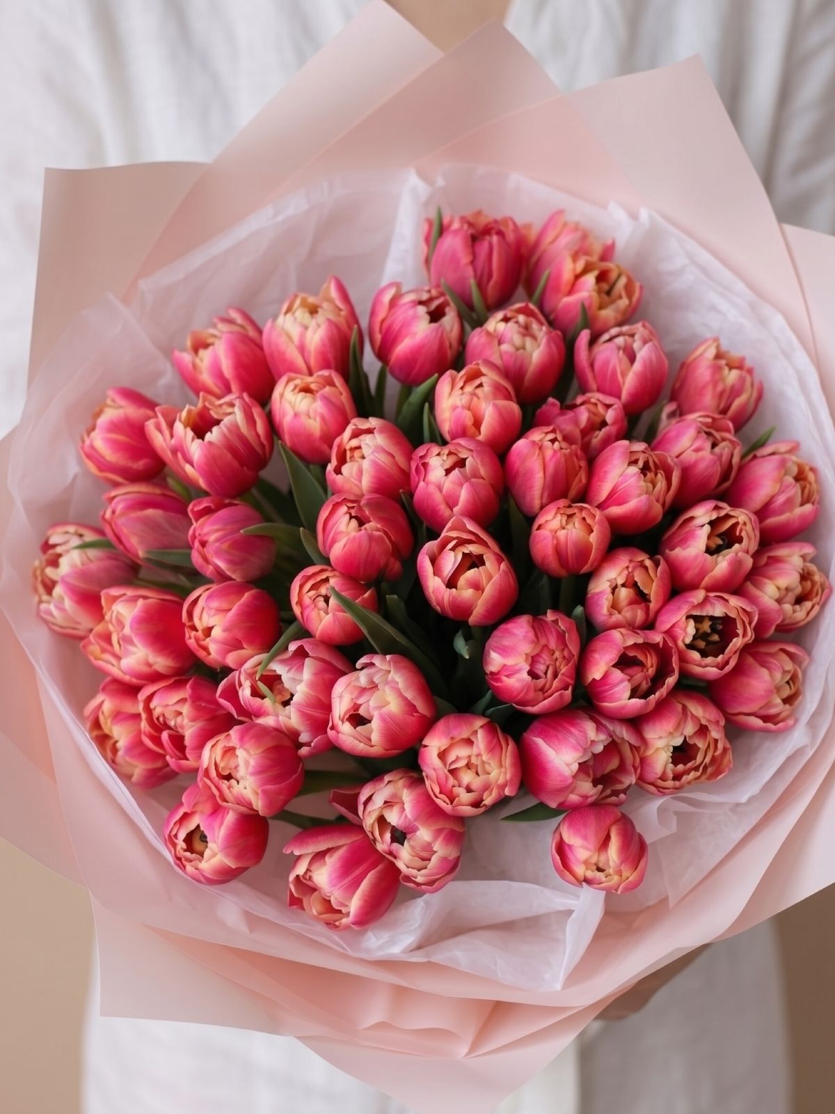 Columbus Tulips