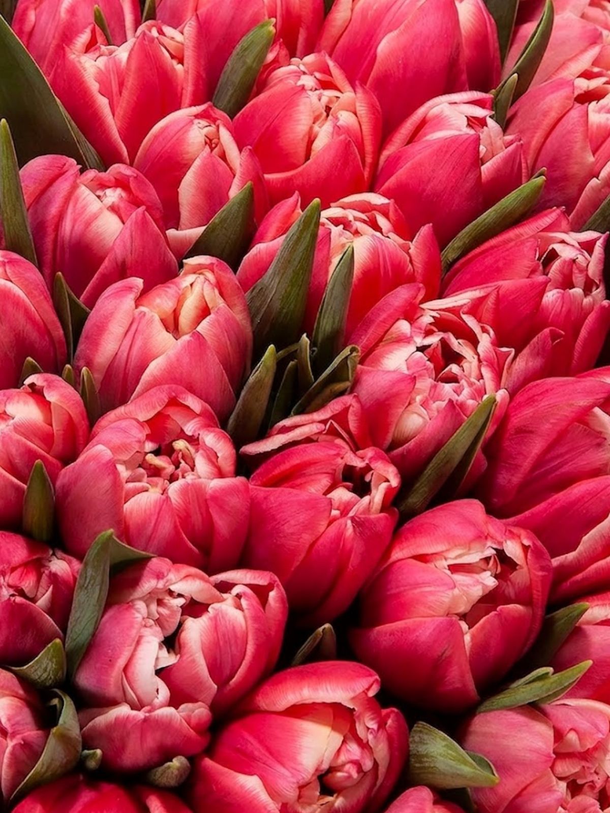 Columbus Tulips