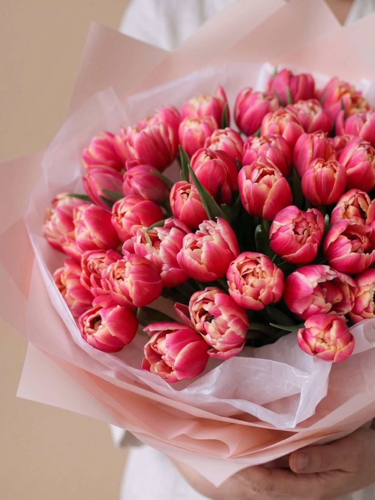 Columbus Tulips