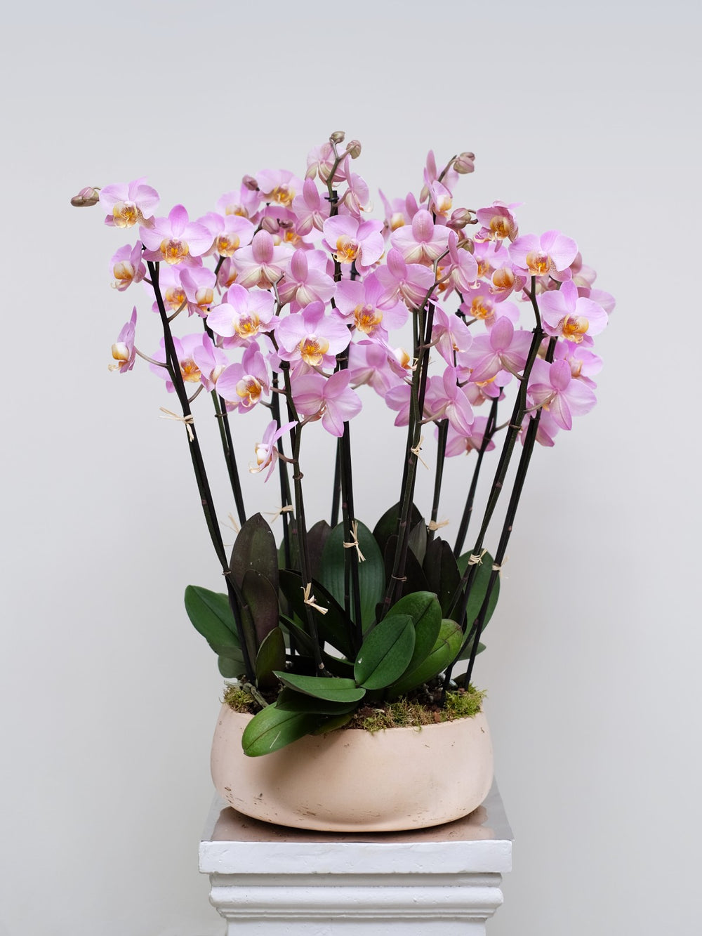 Pink Orchids | Flowers London | Same Day Orchid Delivery London