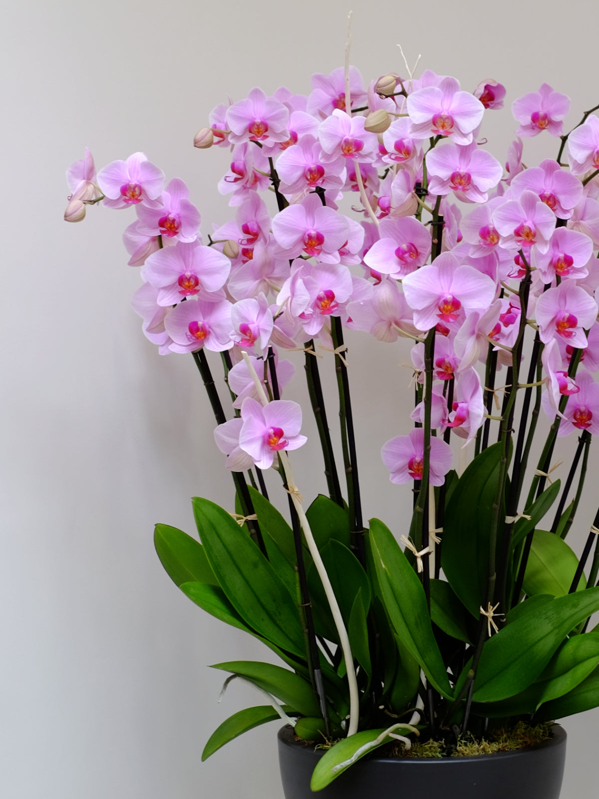 Pink Secret