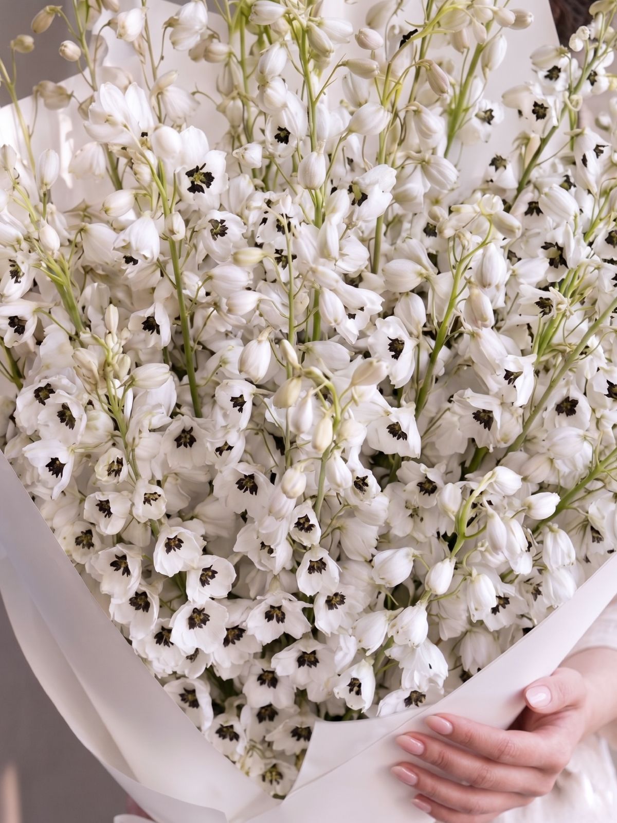#colour_white
