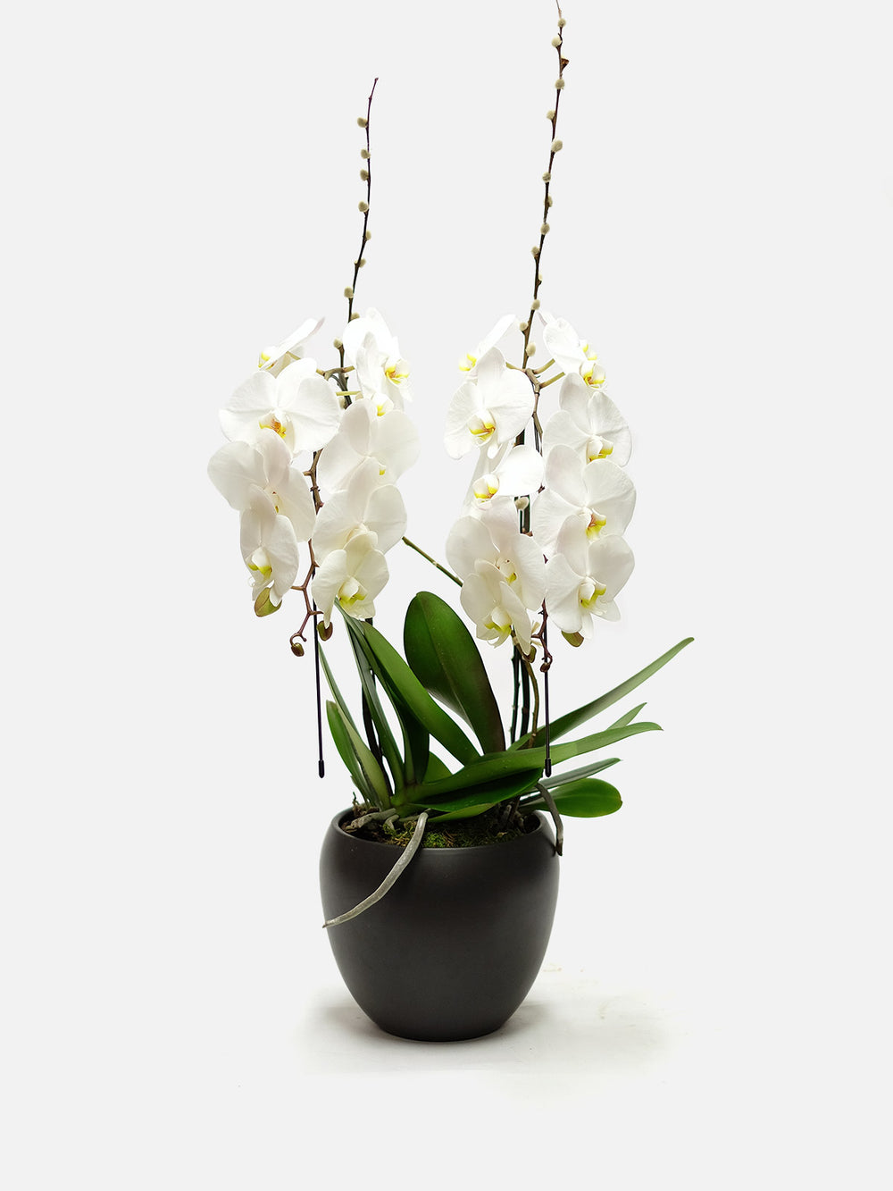 Abu Dhabi Orchid Delivery London Orchidya